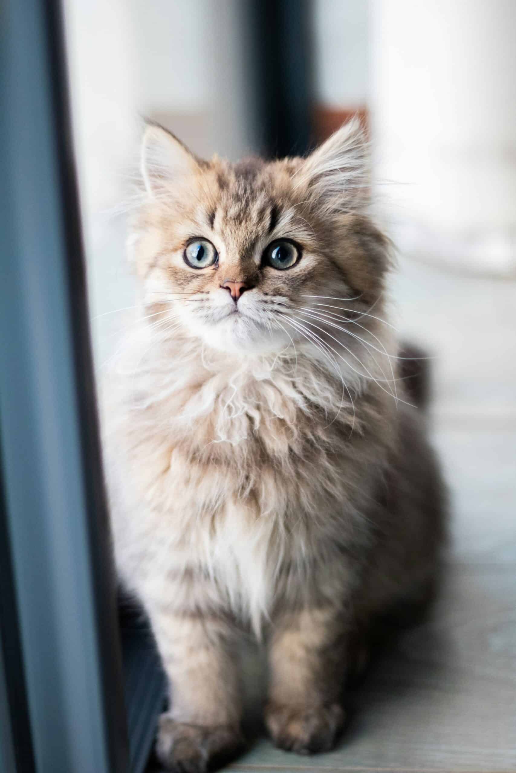 kitten by a window